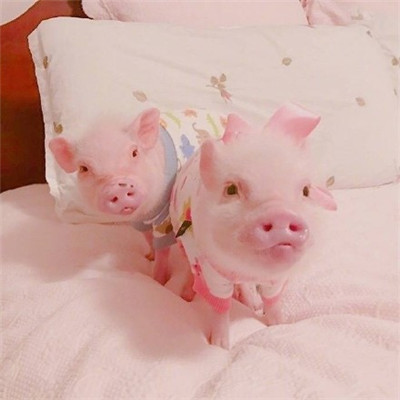 猪猪情侣头像